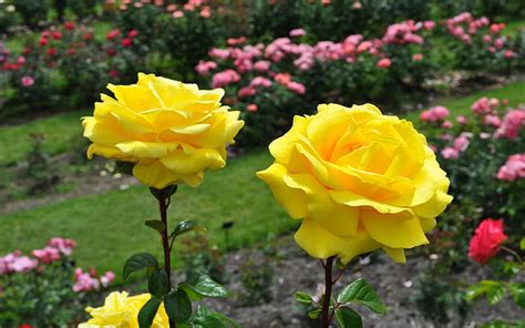 3840x2160px | free download | HD wallpaper: Most Beautiful Yellow Roses | Wallpaper Flare