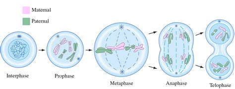 Mitosis- Process and Different Stages of Mitosis in Cell Division