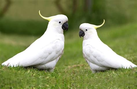 Cockatoo - Description, Habitat, Image, Diet, and Interesting Facts