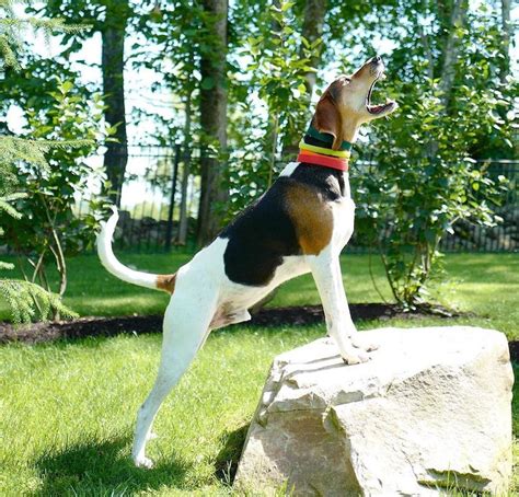 Treeing Walker Coonhound Breed Information Guide: Photos, Traits, & Care | BARK Post | Treeing ...