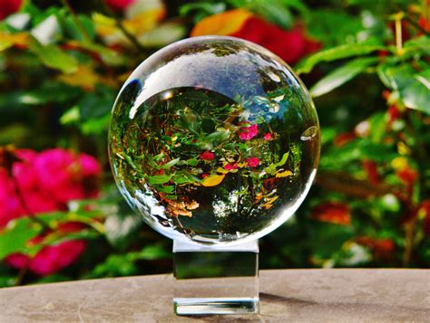 Free Images : branch, plant, green, globe, flowers, transparent, sphere, glass ball, mirroring ...
