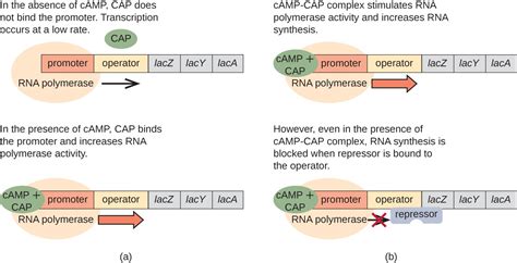 👍 Operon hypothesis. What is the operon hypothesis and discuss how it ...