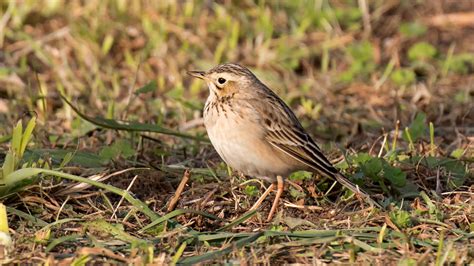 Some songbirds now migrate east to west. Climate change may play a role