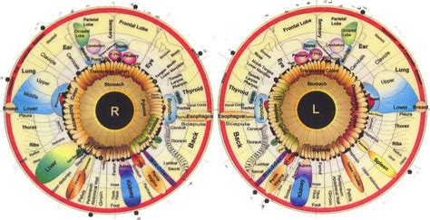 iris diagnosis chart | iriscope | iridology camera | iriscope camera |iridology chart|iridology ...