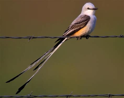 Scissor-tailed Flycatcher Songs and Calls - Larkwire