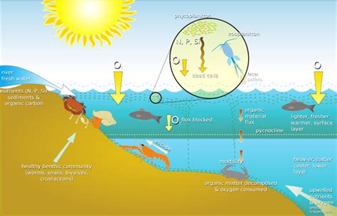 Ocean Ecosystem Diagram | Free Images at Clker.com - vector clip art online, royalty free ...