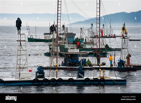 Wild Pacific Salmon commercial reefnet fishing is a historical Pacific ...