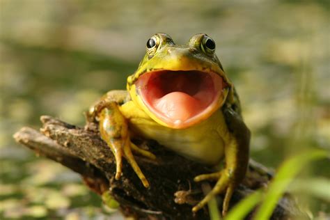 Green frog - Zoo Ecomuseum