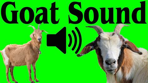 Goat Sounds - Noises 2021 | Sound A Goat Makes Anima l Best goat sound in the world 2021 - YouTube