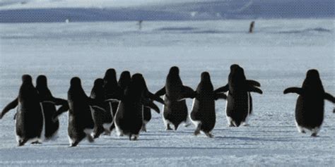 Penguin Running GIF - Find & Share on GIPHY