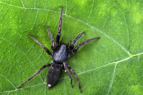 White Tail Spiders: Myths, Facts, and Safety Tips - Flick - New Zealand