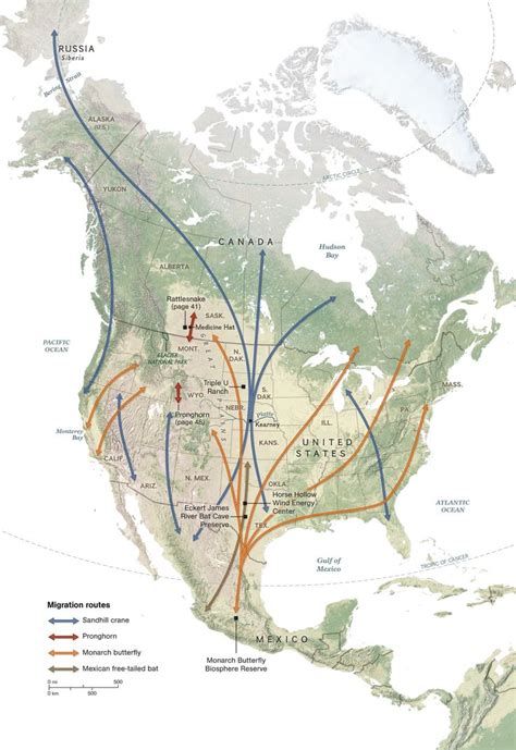 Explore the migration routes of several different species in North ...