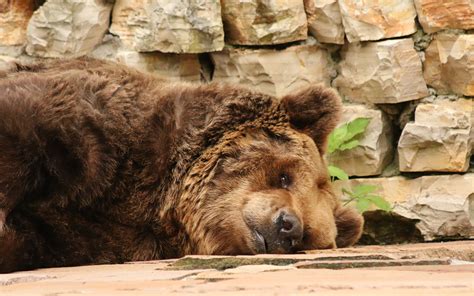 Sleepy brown bear | photography | Kiza's page