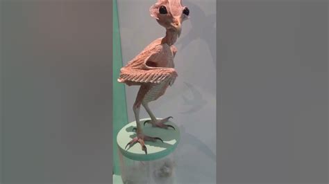 Featherless Owl | amazing facts | interesting things facts - YouTube