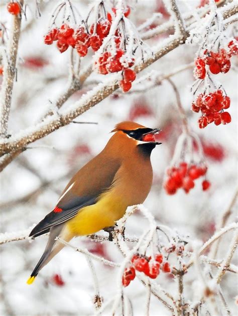 How to Identify a Cedar Waxwing Bird - Birds and Blooms