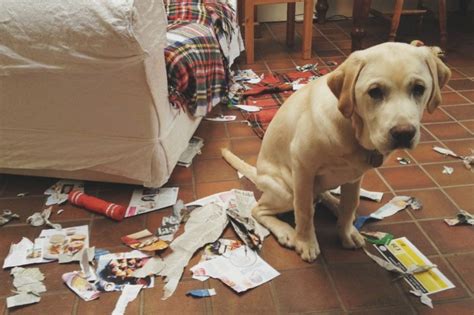 Avant De Gronder Votre Chien, Réfléchissez à Deux Fois: Voici Ce Que Signifie Ce Regard ...