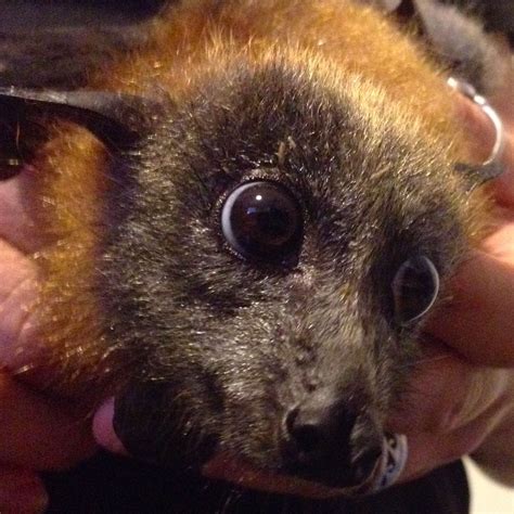 Cutie Baby Animals, Cute Animals, Bat Flying, Chiroptera, Baby Bats ...