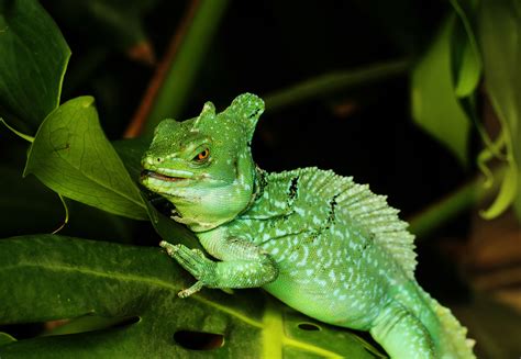 How to Feed and Care for your Green Basilisk Lizard - ABDRAGONS