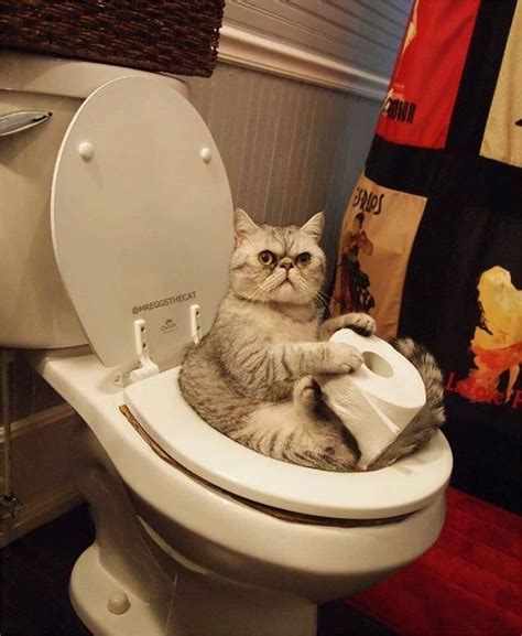 World Toilet Day: 6 Cats Messing With Your Toilet [VIDEOS] - CatTime ...