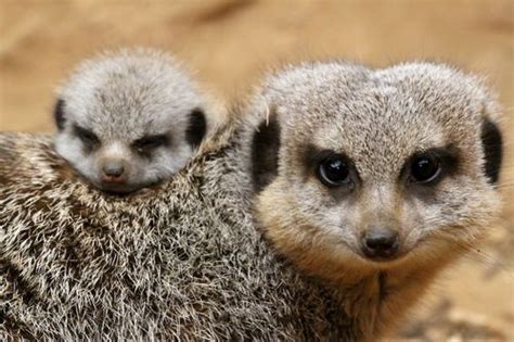 One Masked Baby Meerkat Peeks Out from Behind Mom at Chester Zoo - ZooBorns