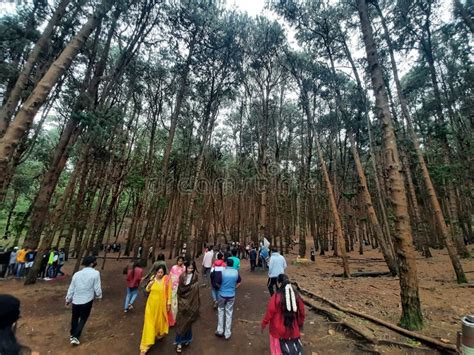 Pine Forest, Kodaikanal Hill Station Tamilnadu India Editorial Photography - Image of forest ...