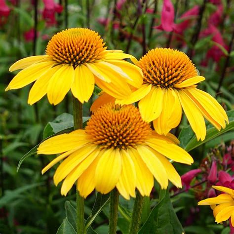 Echinacea (Coneflower) Sombrero Series- Lemon Yellow | Echinacea ...