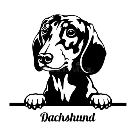 Dachshund Peeking Dog - head isolated on white. Vector stock royalty ...