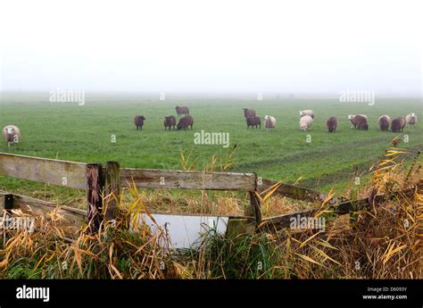 wooden fence on pasture with sheep Stock Photo - Alamy