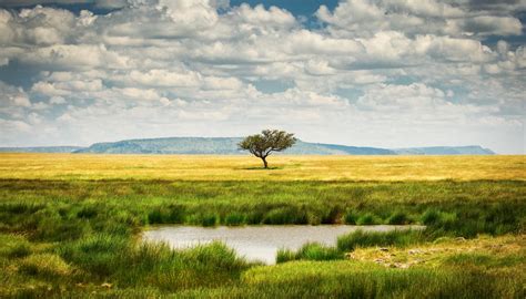 Natural Resources of the Grassland Biome | Sciencing