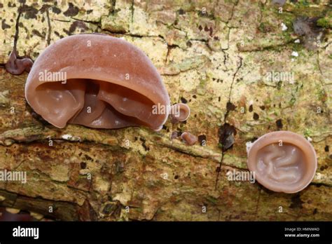 Jelly Ear Fungus Stock Photo - Alamy