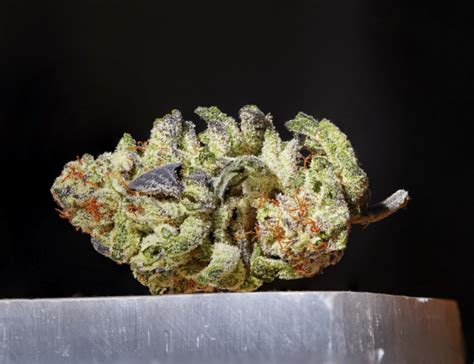 A Comprehensive Review Of GSC Aka Girl Scout Cookies Strain - 420 ...