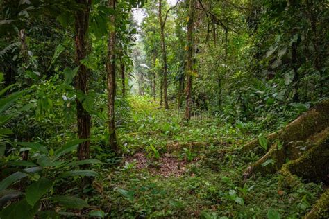 Foresta Pluviale Tropicale Di Amazon Nell'Ecuador Fotografia Stock ...