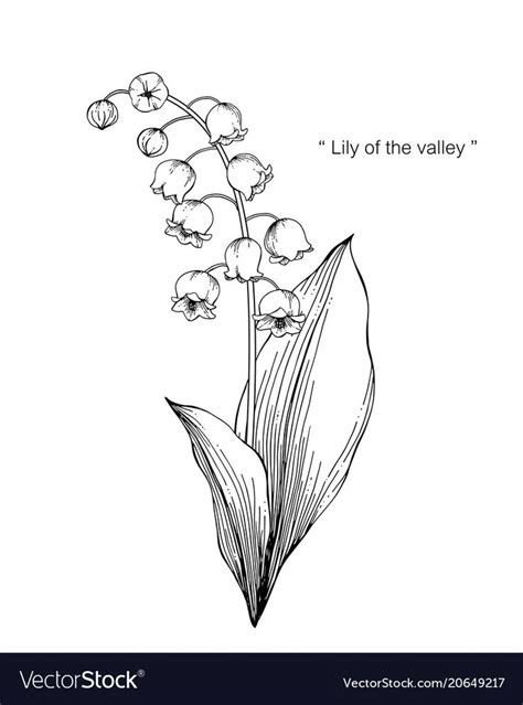 Image result for lily of the valley sketch | Lírios, Desenhos de linha flor, Coisas para desenhar