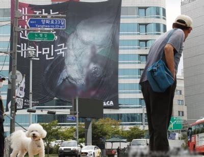 Bill calling for dog meat consumption ban proposed at Seoul city council - The Shillong Times