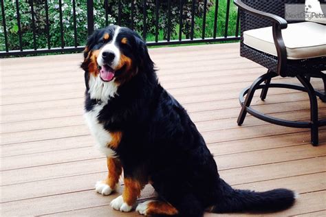 Red: Bernese Mountain Dog puppy for sale near Des Moines, Iowa. | bc14d9c8-7731