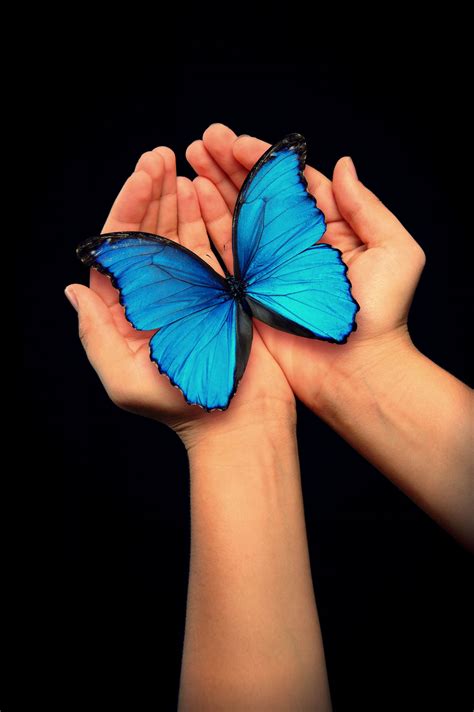 The Blue Butterfly - The Now Word