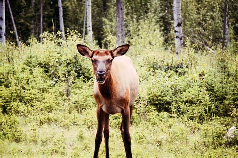 Baby Elk Free Photo Download | FreeImages