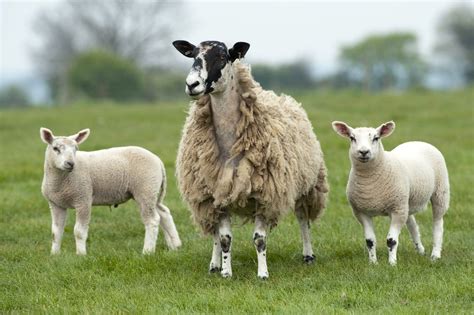 The Mule | Bluefaced Leicester Sheep Breeders' Association