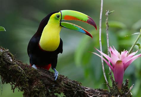 Baby Toucan Wallpapers - Wallpaper Cave