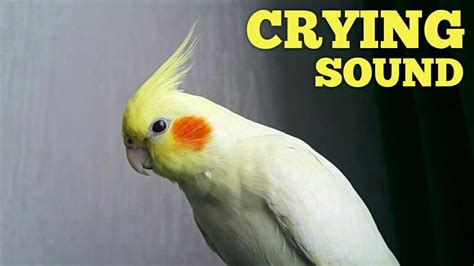 Cockatiel CRYING SOUND 😢 Baby Cockatiel Sound - YouTube