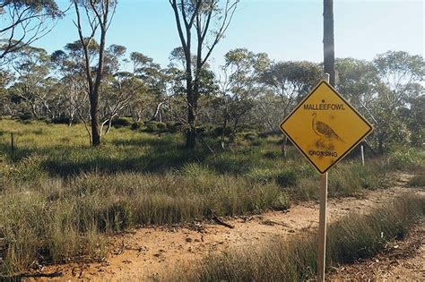 Malleefowl Conservation | FNPW