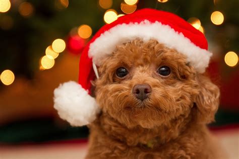 Puppy Christmas Wallpaper (60+ images)