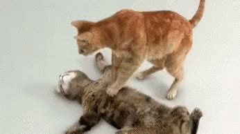 Dead Cat GIFs | Tenor