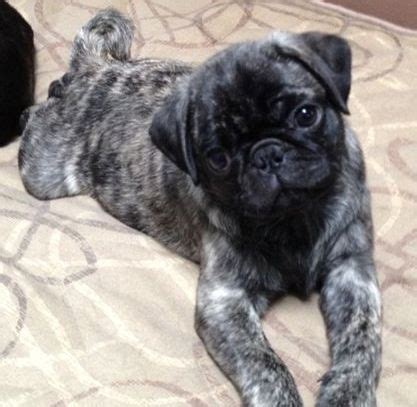 Cute Brindle Pug Puppy and looks exactly like our little Sophie Funny ...