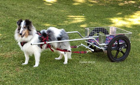 Try a new dog sport! - RallyFree or Carting | AZ Dog Sports