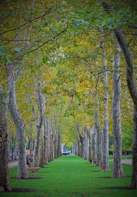 PA Trees in 2022 | Tree, Oak forest, Scenery