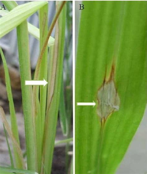 Symptoms of leaf spot by Pyricularia oryzae on Echinochloa crusgall: A)... | Download Scientific ...