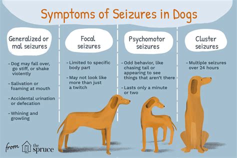 How Long Does A Seizure Last In Dogs