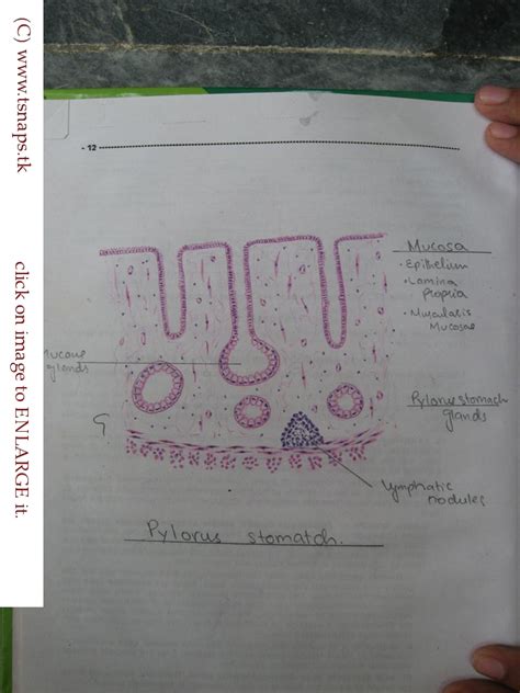 Histology Slides Database: histological diagram of pylorus stomach