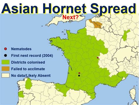 Asian hornets may destroy British honeybee population experts warn - Market Business News